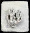 Very D Cyathocrinites Crinoid Fossil - Indiana #31327-1